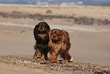 CAVALIER KING CHARLES 468
